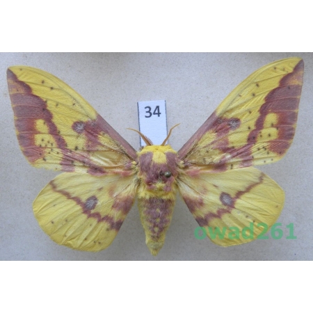 Eacles imperialis (Drury, 1773) male ex. ovo Argentina 65mm34
